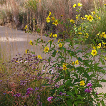 Pathway Through Flowering Meadow in Fall