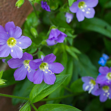Courtyard garden - traditional