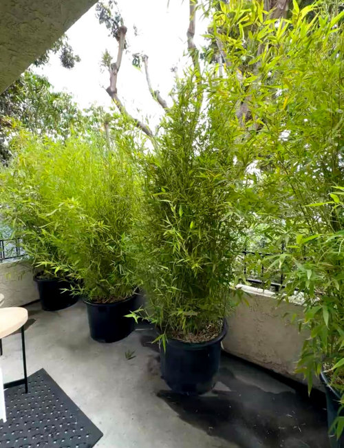 How to water and care for outdoor bamboo