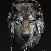 Steppen Wolfさんの写真