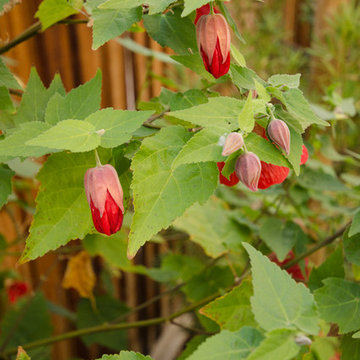 Vibrant and Colorful Plants in Refined Relaxation