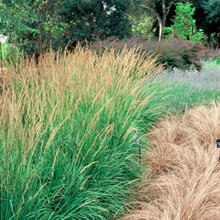 Ornamental Grasses in the Landscape