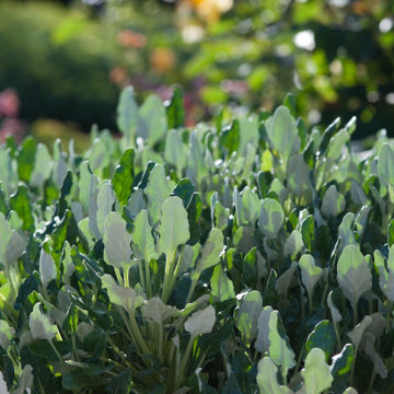 Red Buckwheat Foliage