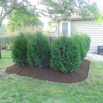 Downers Grove simple privacy hedge