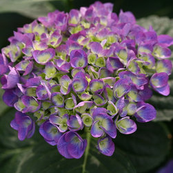 Cityline&reg; Rio Bigleaf Hydrangea - Plants