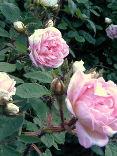Moff Roses Moss roses: inquiry | Houzz Forum