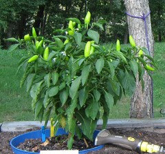 Are these hungarian wax peppers ready to pick?