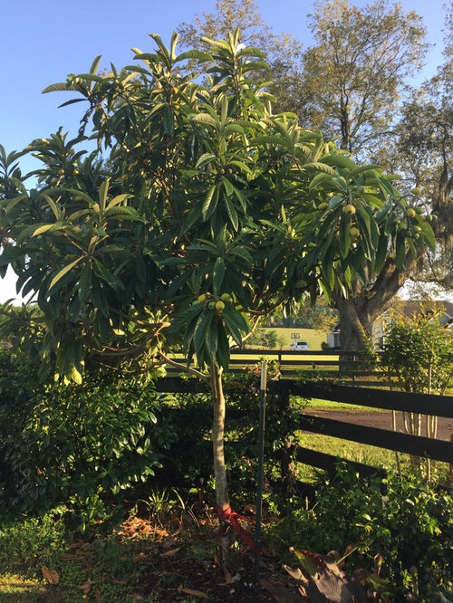 Any Loquat Fans Growers