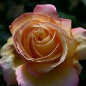 Joanna Miller's photo
