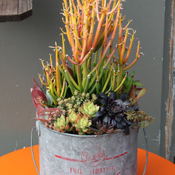 Chicweed - Outdoor Pots And Planters