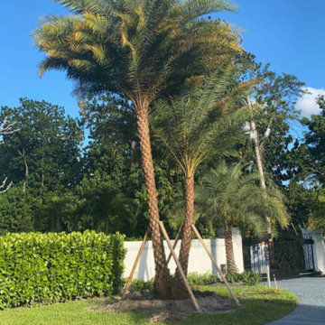 Sylvester Palm Tree installation