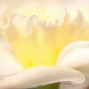 macroblumes foto