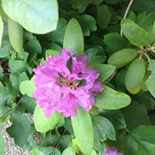 Carmen Franklin's photo