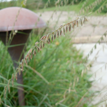 Ornamental Grasses