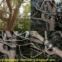 Repair of a broken branch of a tree. Step-by-step process.
