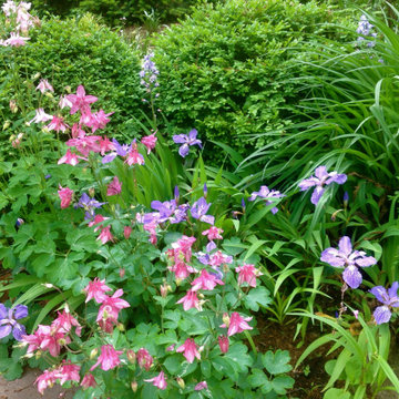Aquilegia (Columbines)
