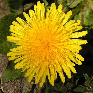 Fleur de Pissenlit