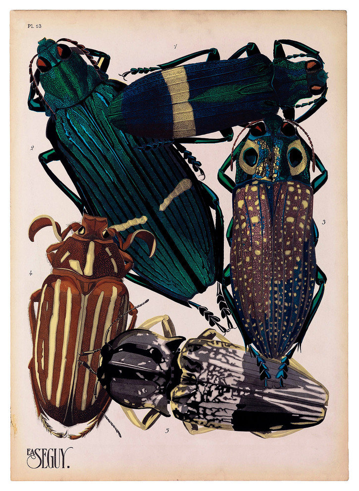 Insects, Plate 13 by E.A. Seguy Print, 16