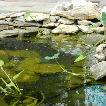 Pond