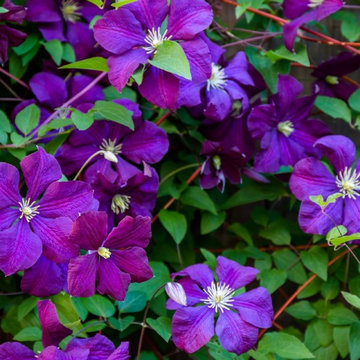 Water Wise Garden