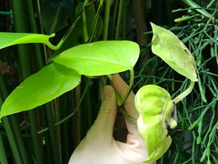 bacularis snake plant Sansevieria main image 0