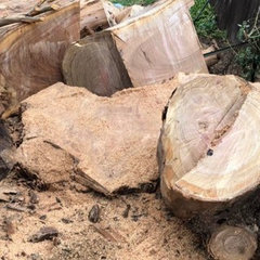 Lopez Tree Care Inc