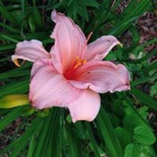 Patti Riddell's photo