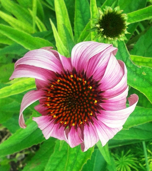 Coneflowers in Bloom
