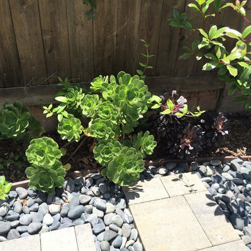 Succulents and rock mulch