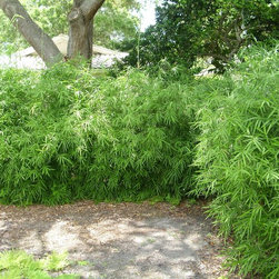 Bamboo installations - Products