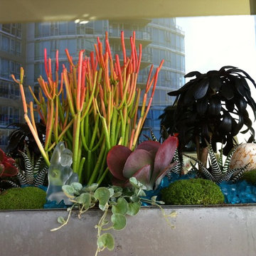 Modern Succulent Garden 2014