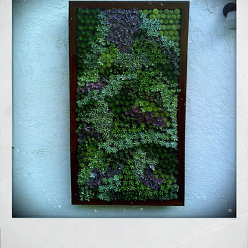 succulent walls
