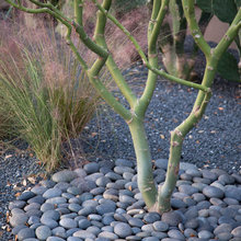 Blanco River landscaping