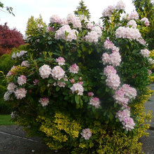Rhododendron Pruning And Shapes