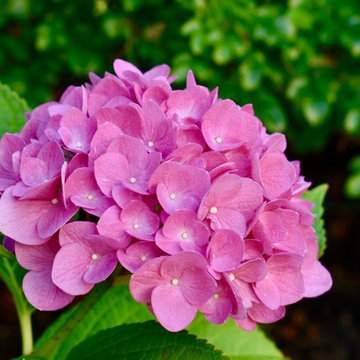 Landscape Maintenance and Design