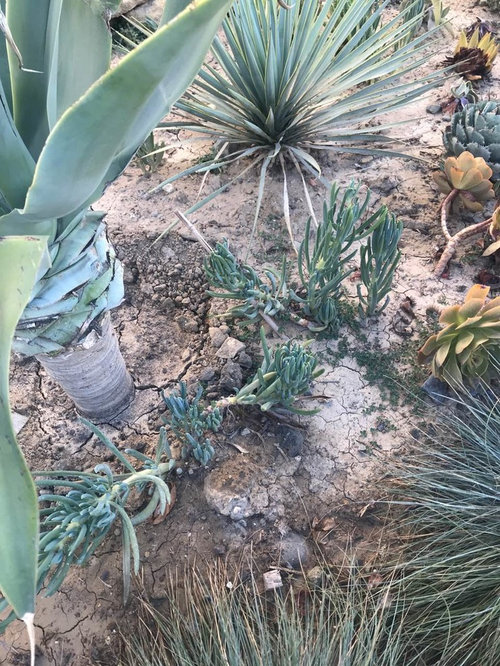 Unknown Facts About How To Identify My Cactus Made Known