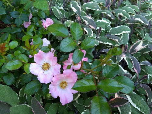 Too Many Roses Too many roses, flowers in my garden? | Houzz Forum
