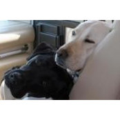 Sara Tajer's photo