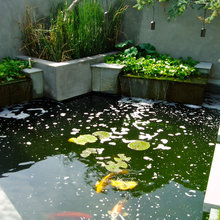 koi pond