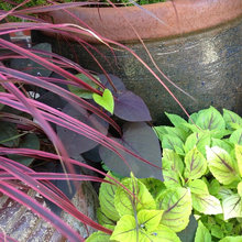 Landscape Ideas