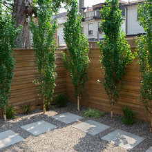 Jess's backyard
