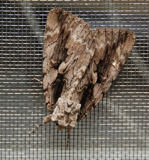 Common Moths Of Michigan