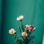 Viet Le's photo