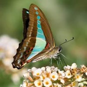 Richard Tee's photo