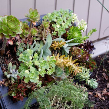 Succulent Design