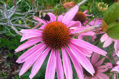 Pollinator Gardens & Perennial Plantings