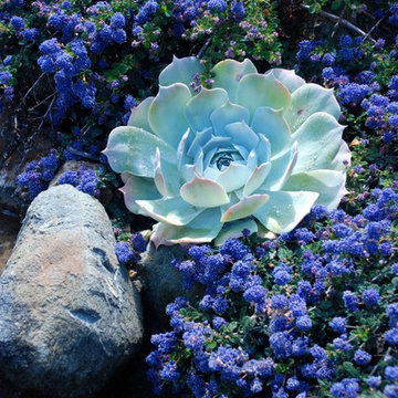 Native plants