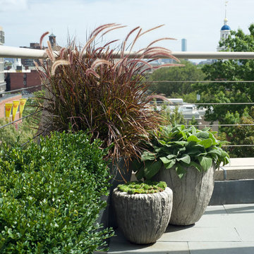 Harvard Square, Cambridge - Contemporary Garden