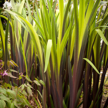 Great Plant Combinations