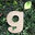 Greenology